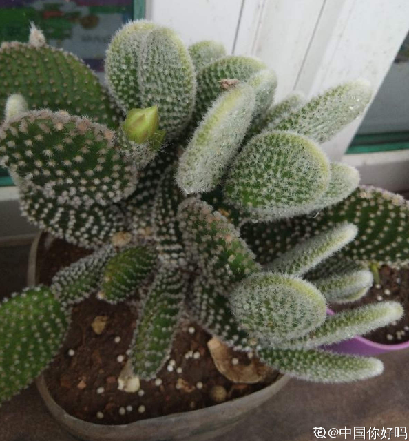 适合阳台种植的花卉有哪些(客厅最旺家的绿植)