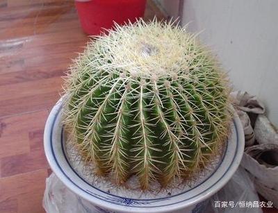 金虎仙人球开什么颜色的花好