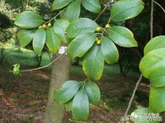 齿叶冬青生长环境(关于齿叶冬青别名)