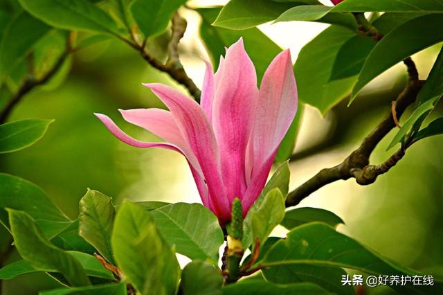 辛夷花和玉兰花的区别是什么(教你判断辛夷花与紫玉兰)