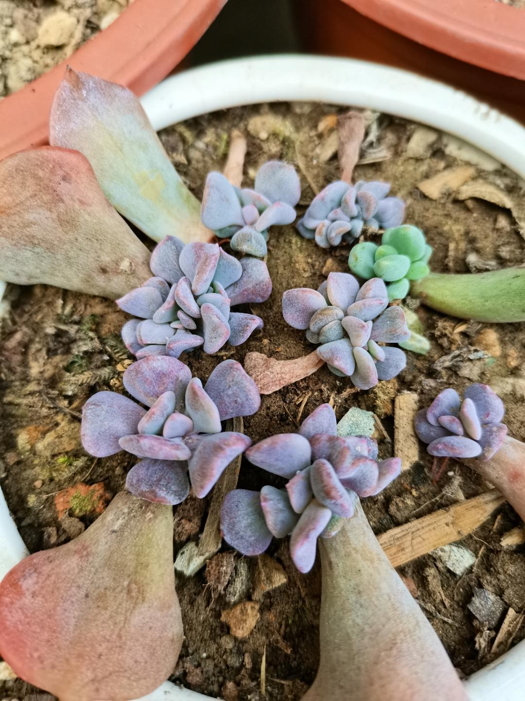 紫乐多肉的养殖方法