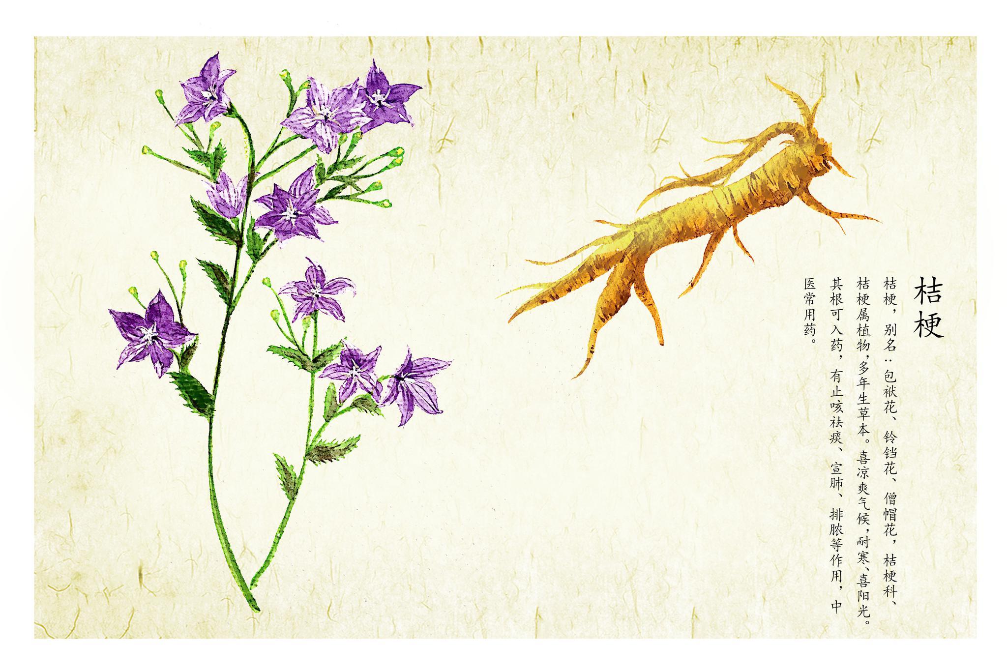桔梗种子怎么种植发芽(关于桔梗的种植方法)