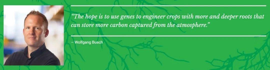 拟南芥是什么植物(关于拟南芥的研究价值)