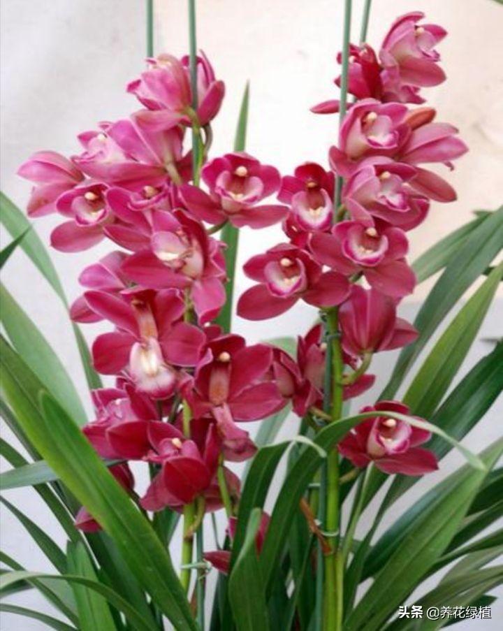 兰花几月开花(介绍兰花好养又香的品种)
