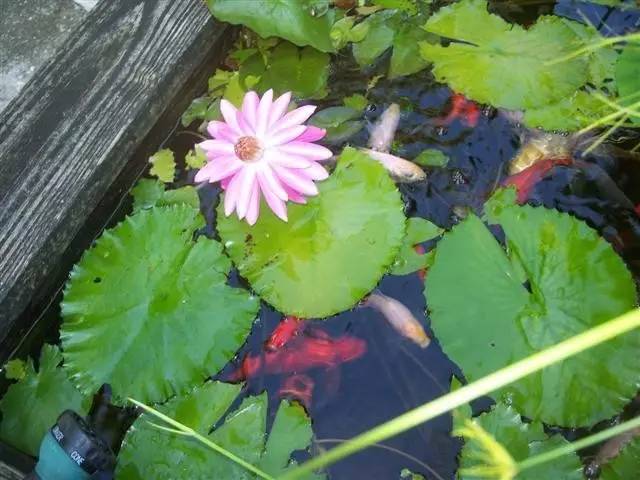 睡莲花期多久(详解睡莲养殖方法)
