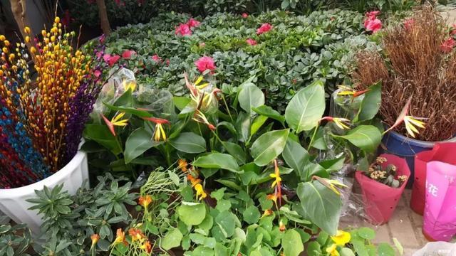 天堂鸟养护方法有哪些