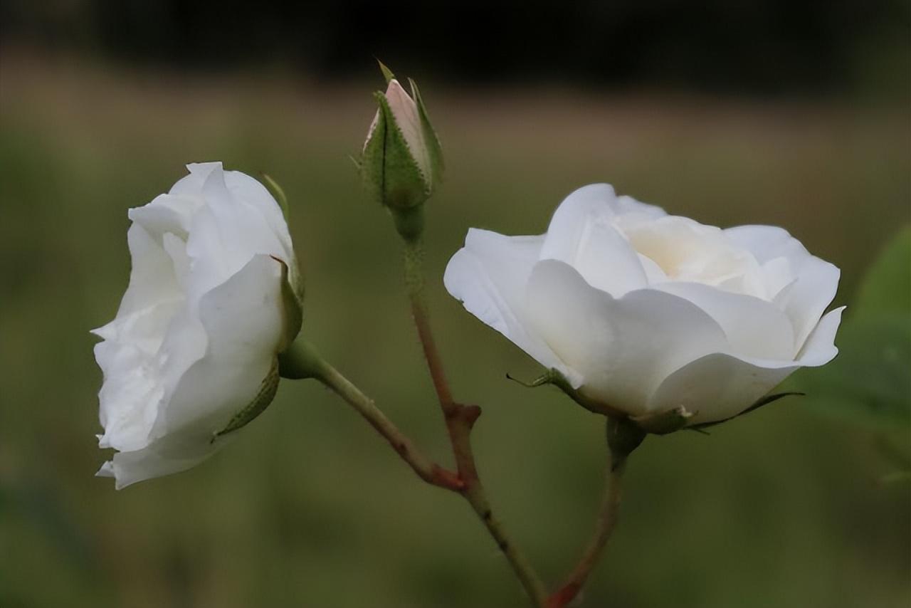 白玫瑰花适合送什么人