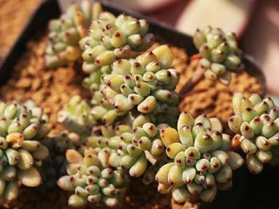 多肉种植土配方比例(关于多肉培育方法叶插法)