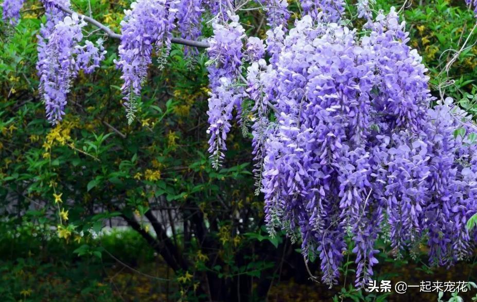 木本花卉有哪些品种(适合室内养的木本植物)