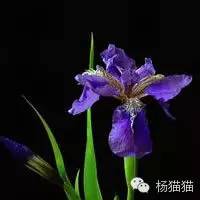 鸢尾花的花语(各种颜色鸢尾花的含义)