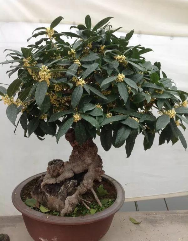 哪种桂花树最香最好闻