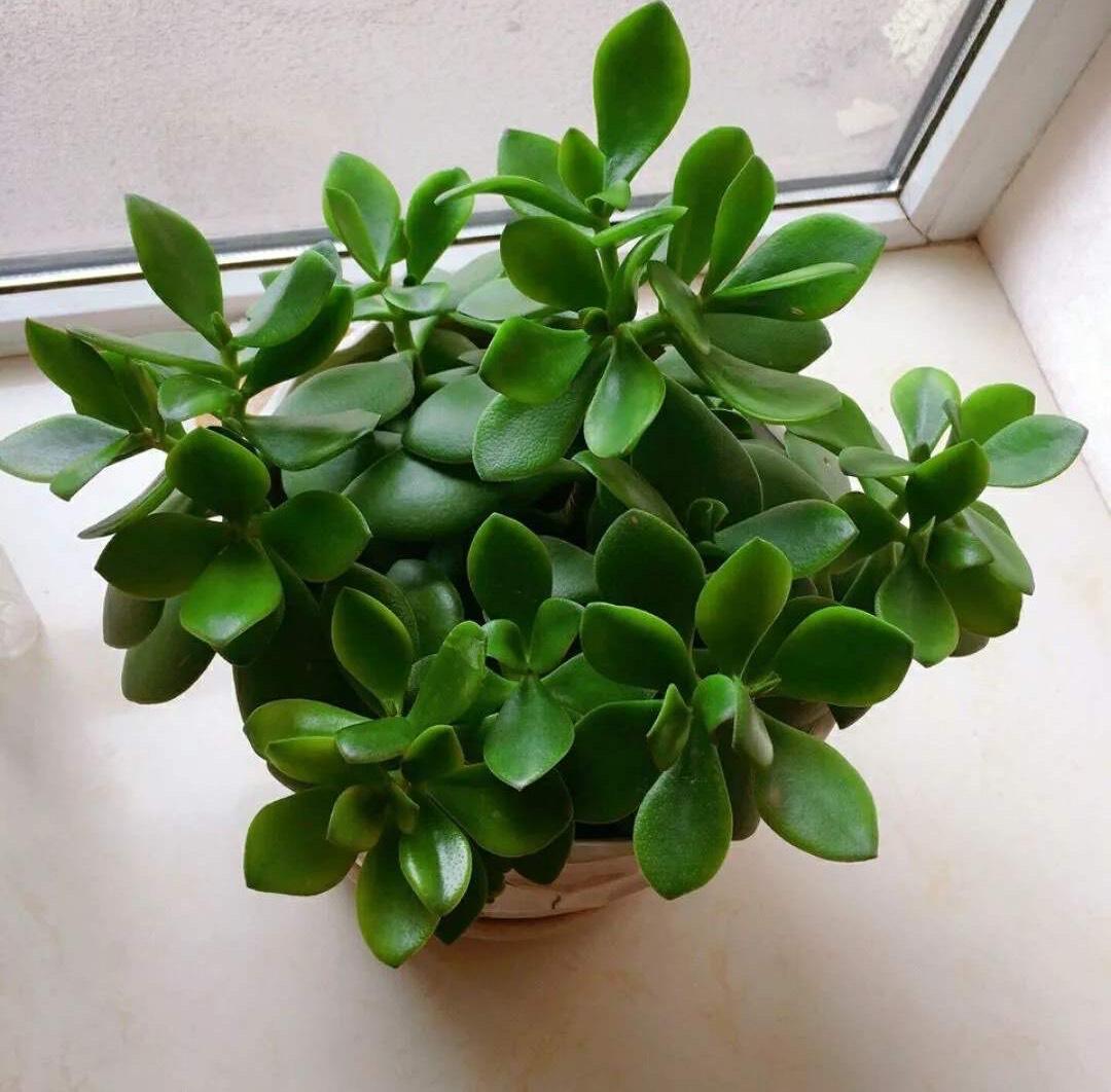 家里养什么花好养活(吸甲醛最快最有效的植物)
