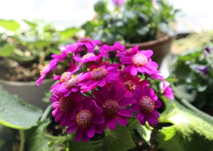 瓜叶菊的特点(适合冬季室外种植的花卉)