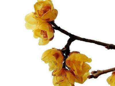 家庭腊梅花怎么养(腊梅花的养殖方法和注意事项)