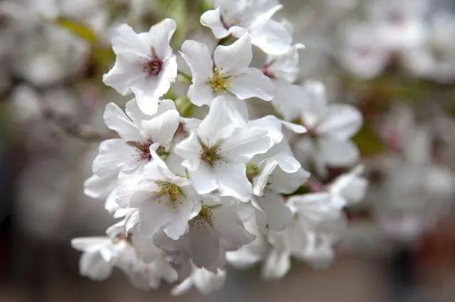 冬樱花几月开(各种樱花品种介绍)