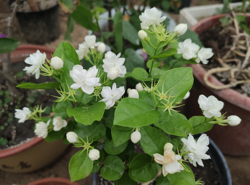 茉莉花如何繁殖方法