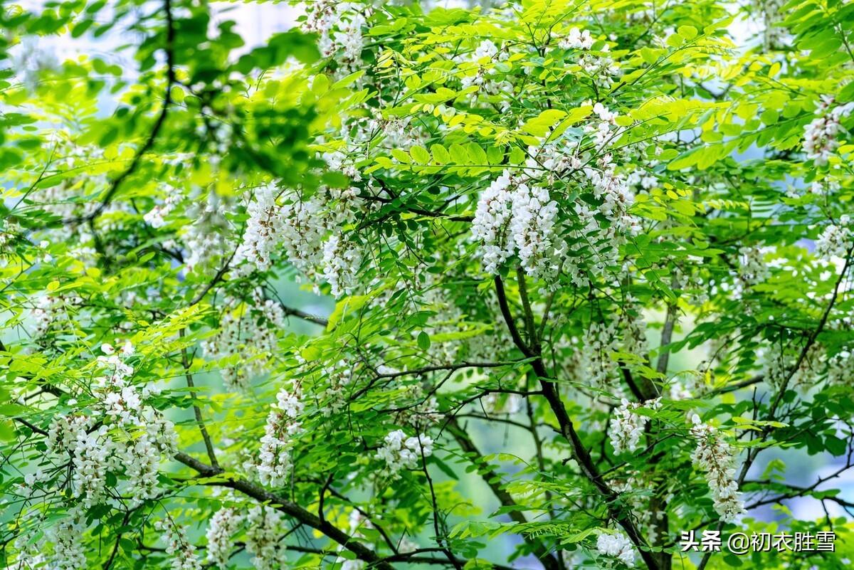 北方槐树什么时候开花(国槐与洋槐树的区别)