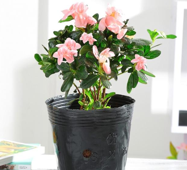 四季杜鹃花盆栽怎么养