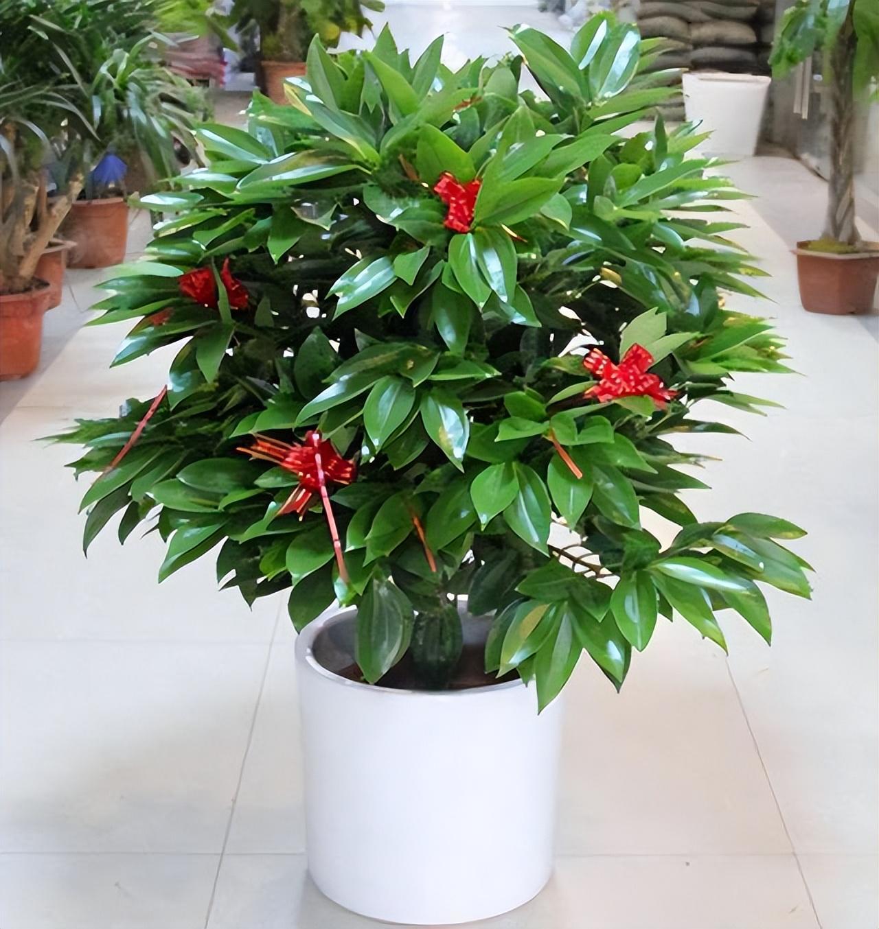 热带雨林的植物有哪些（常见热带植物图片及名称）