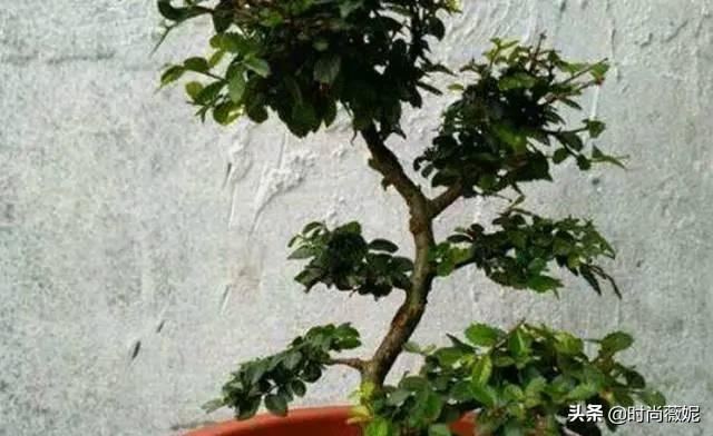 大果榆树盆景怎么养