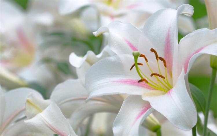 白百合花代表什么象征意义（详解送白百合花代表的含义）