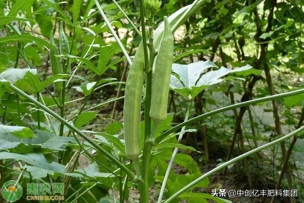 秋葵种植时间和方法过程(详解秋葵的生长环境及栽培)