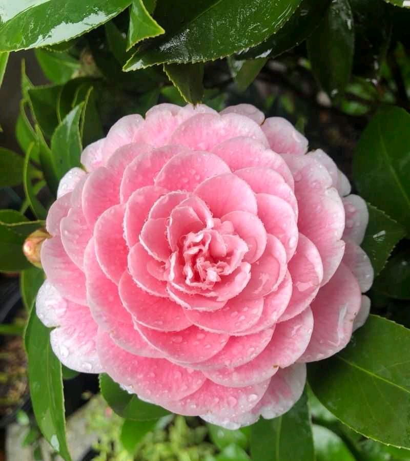 喜阳的室内植物花卉有哪些种类(放阳台耐热耐晒植物又好养)