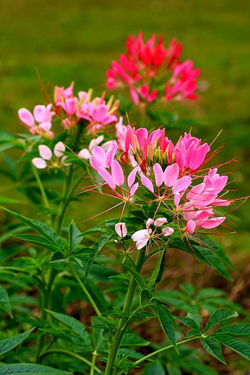 曼陀罗华的寓意和象征(种植曼陀罗花的技巧)