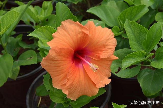 什么花是一年四季都开的花