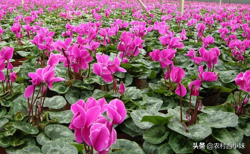 仙客来花籽怎么种植的