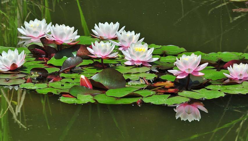 睡莲花期多久（详解睡莲养殖方法）