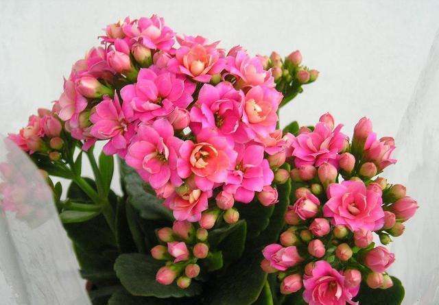 常见冬天开的花有哪些（最耐寒的漂亮植物推荐）