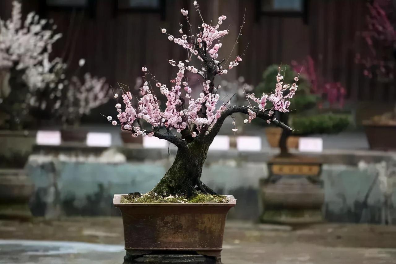 腊梅和梅花哪个耐寒好养(分享腊梅花水养家庭养法)