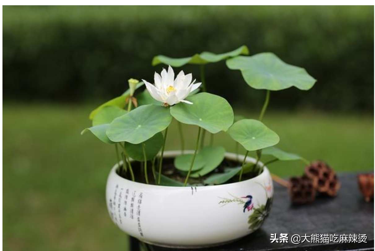 盆栽荷花注意事项有哪些