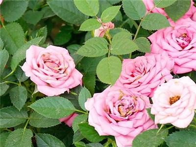 月季花的扦插技术方法(关于月季花树用树桩嫁接的方法)