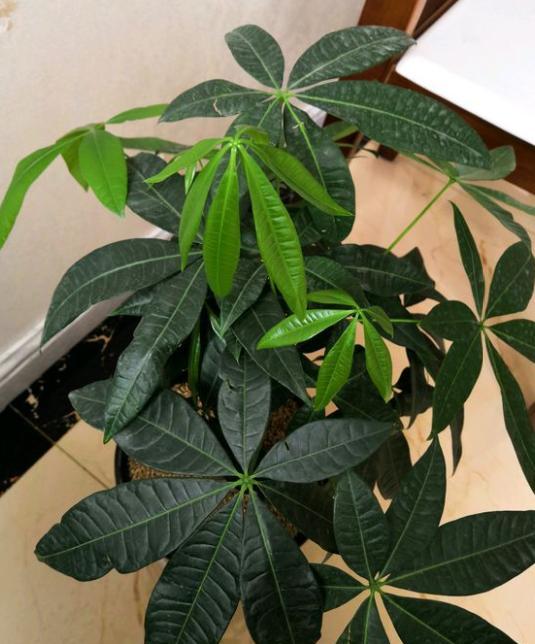 家里种的发财树叶子发黄怎么办(发财树绿植盆栽养护方法)