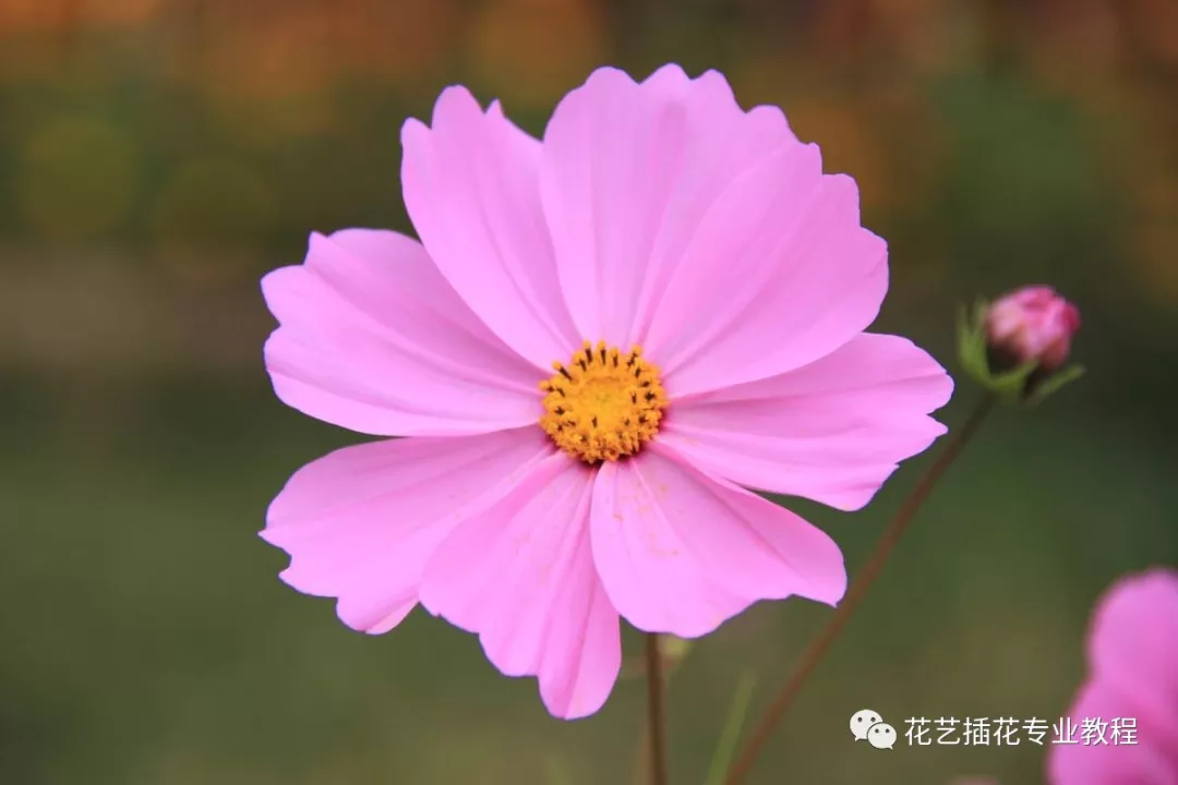 花朵的结构及功能(花的各部分结构和特点)