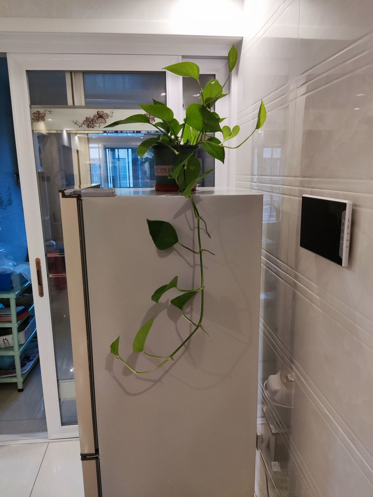 不需要阳光的室内植物有哪些(室内最好养的喜阴绿植推荐)