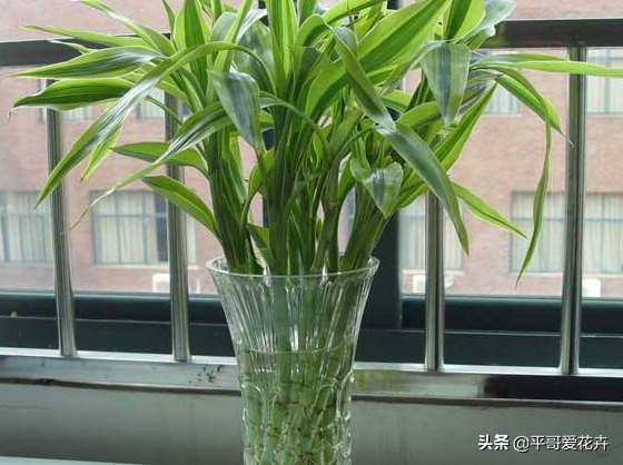 网上买的富贵竹怎么养活