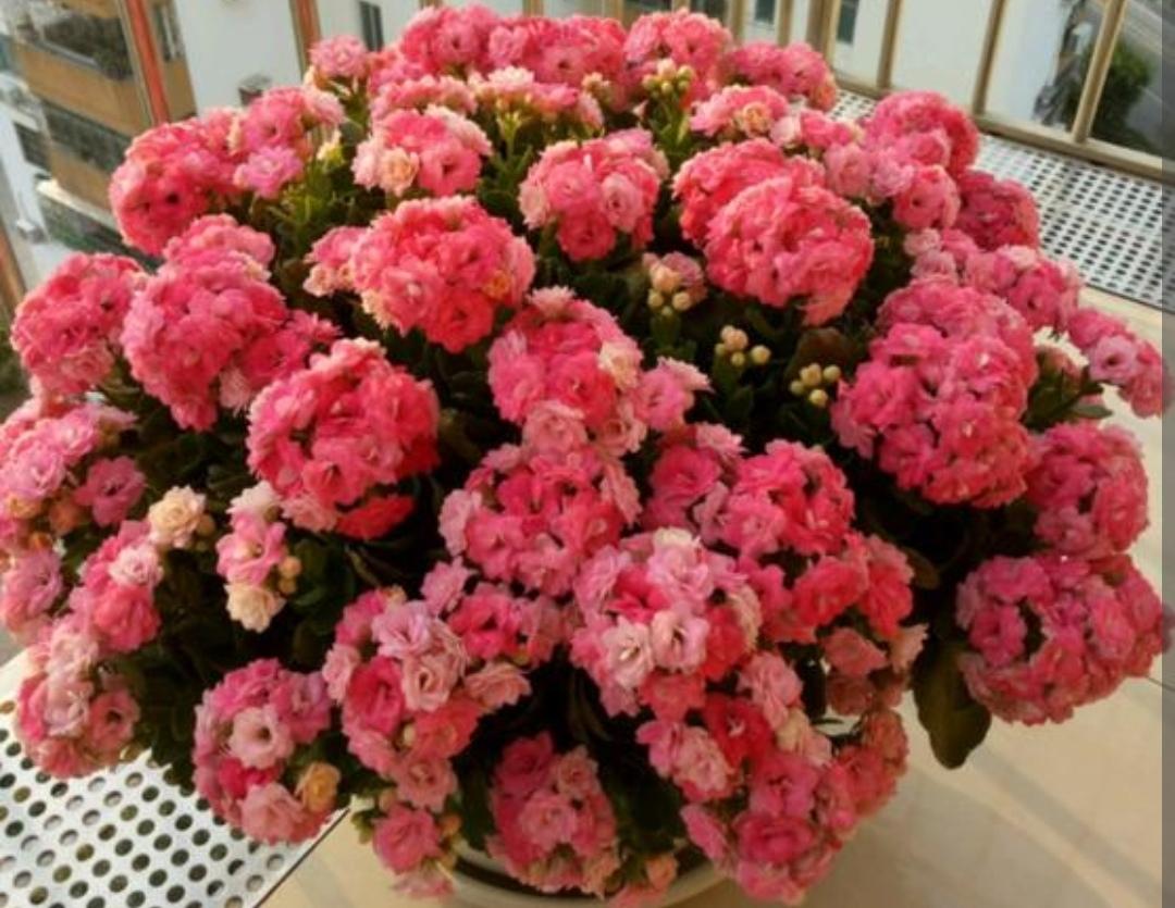 冬天开什么花常见(耐寒耐旱的室外花卉)