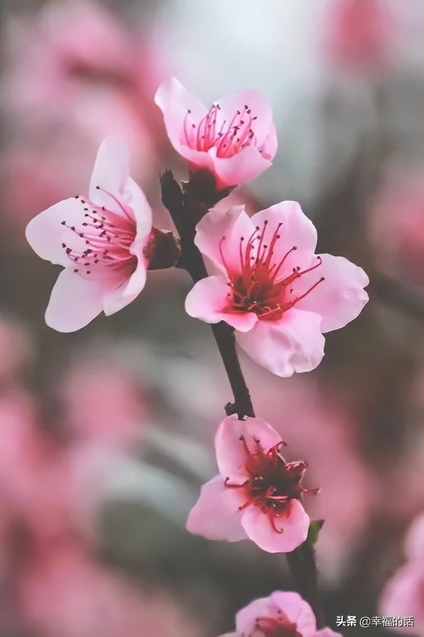 花中四君子是指什么花(梅兰竹菊四君子代表的意义)