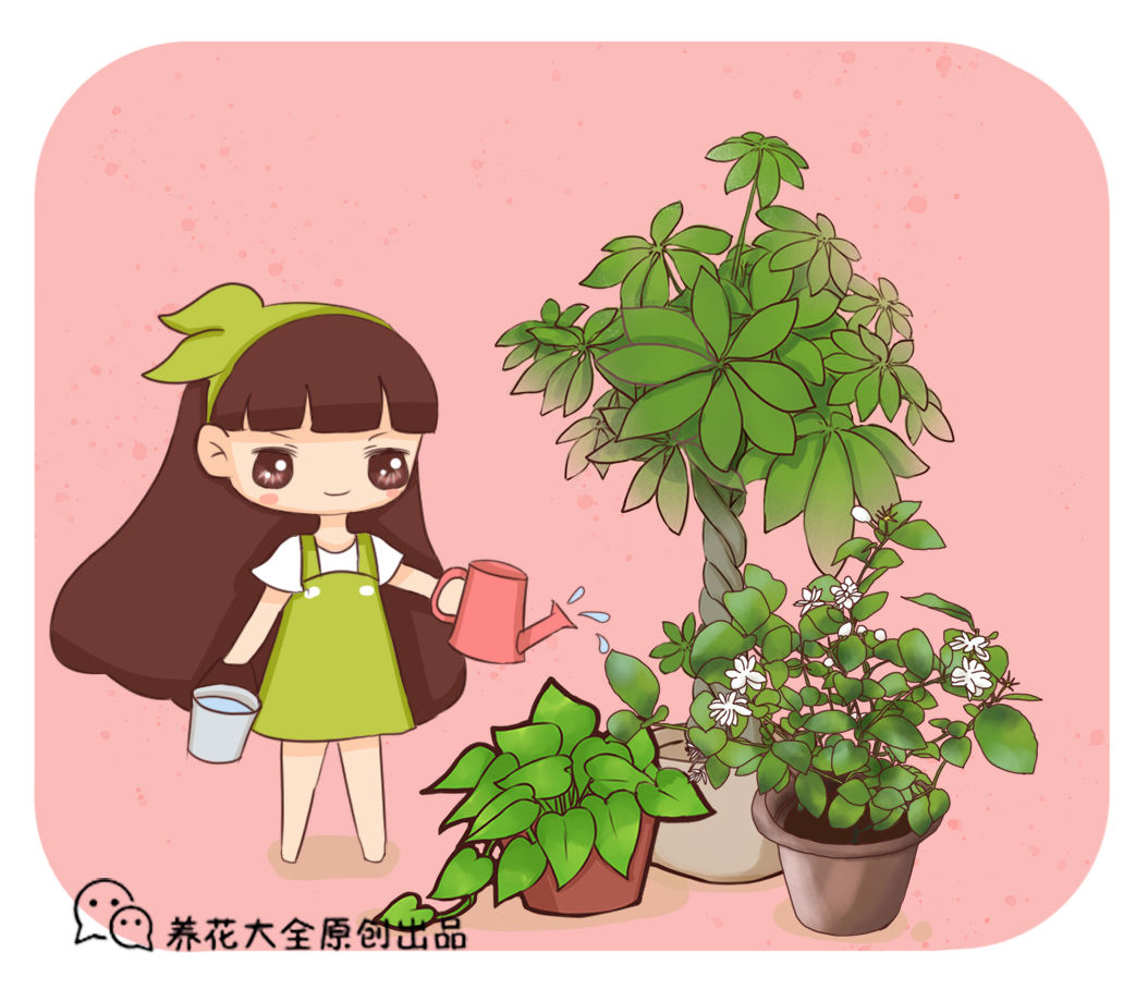 如何养花的技巧(花草种植知识)
