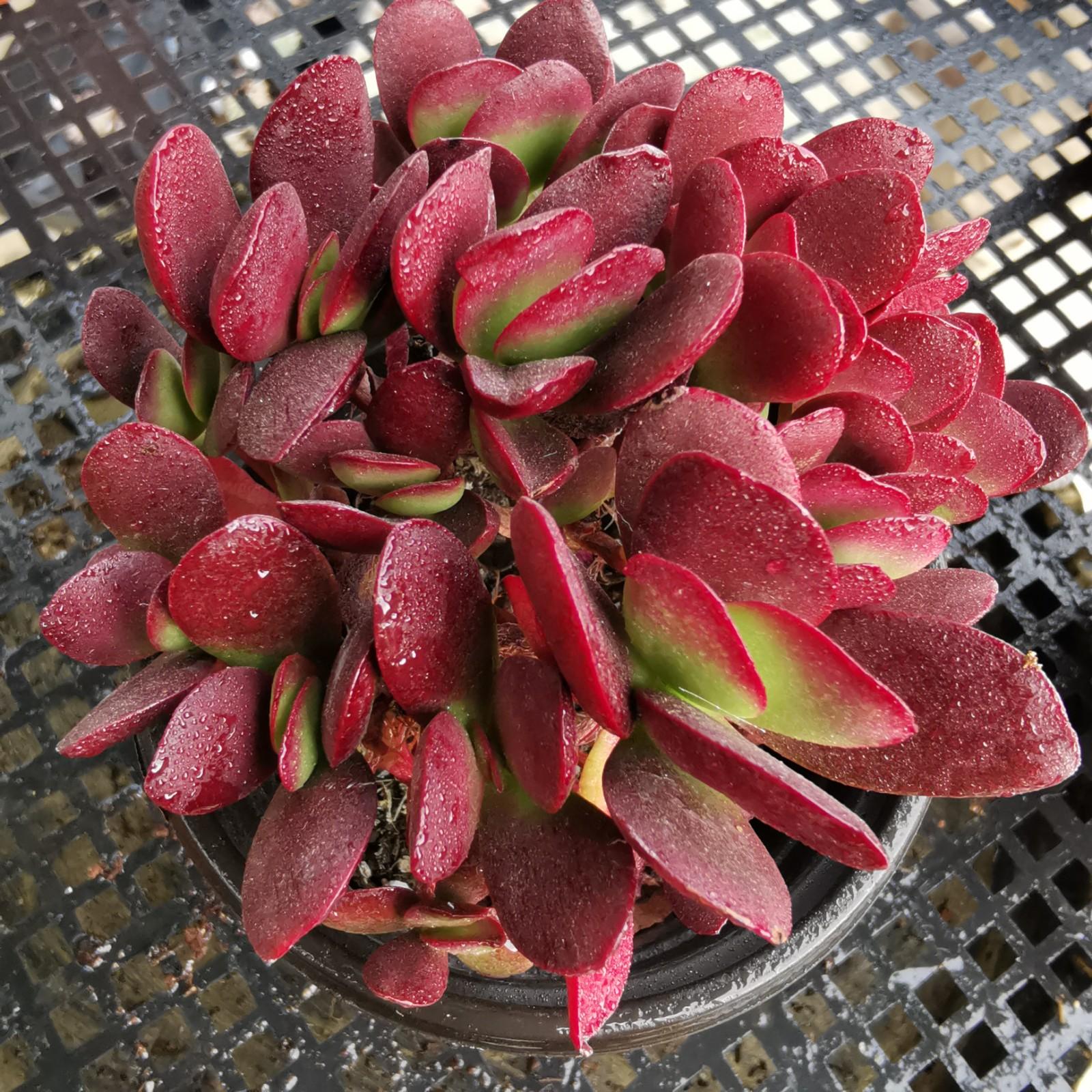 新载多肉的养殖方法和浇水(分享多肉盆栽养护技巧)