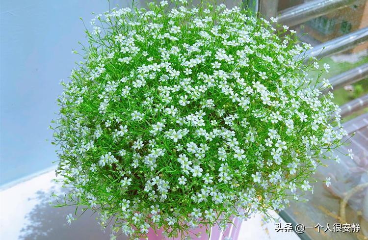 满天星种子种植方法(种满天星的种子的注意事项)