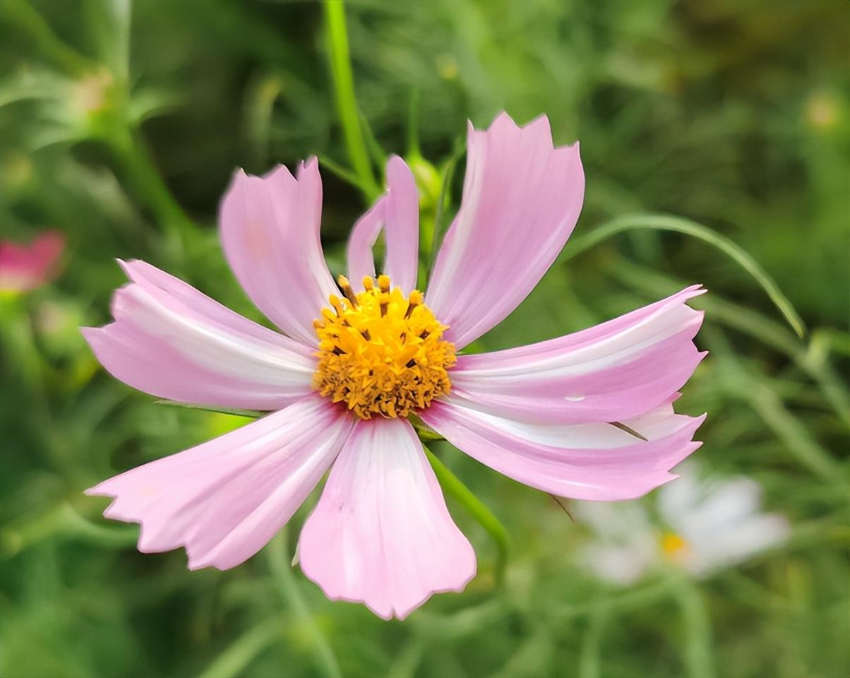 格桑花种子的种植方法(详解格桑花种植要求)