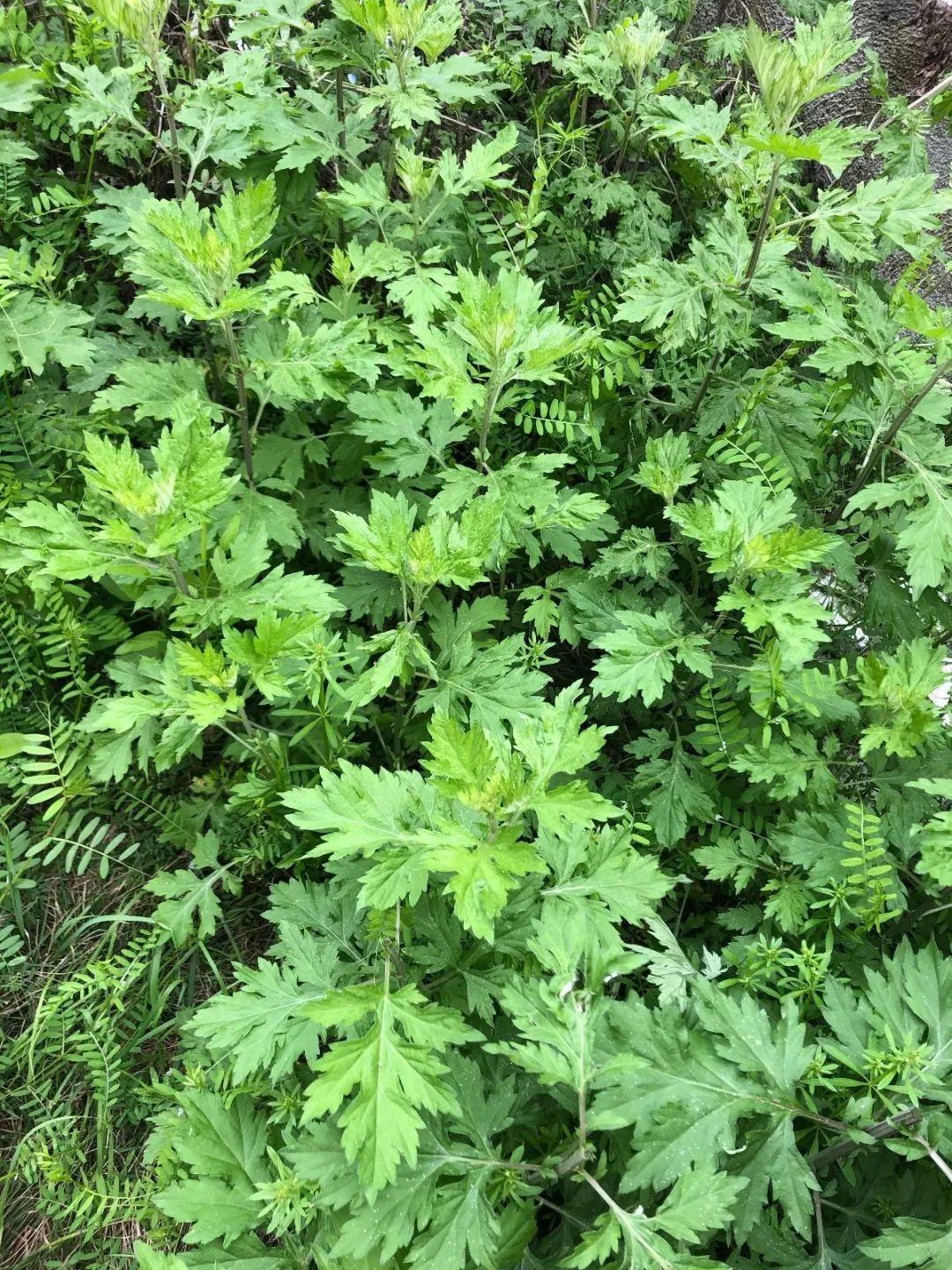 驱蚊草有几种(推荐可以驱蚊子的植物)
