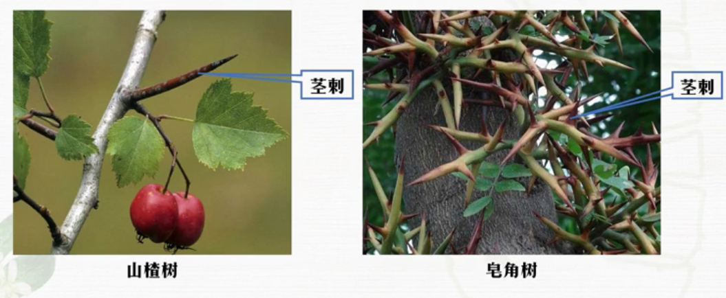 什么属于变态茎类(详解变态根的植物)