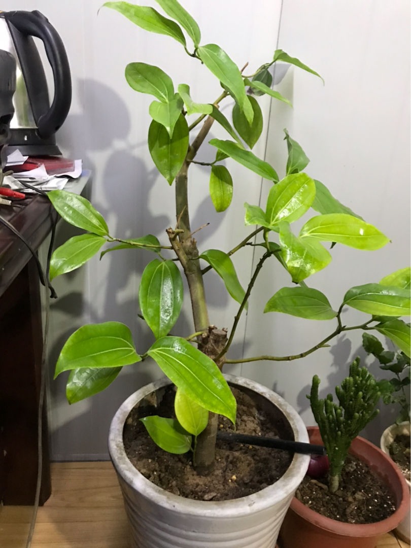 最耐阴的十大室内植物花名(客厅最好养的大型绿植)