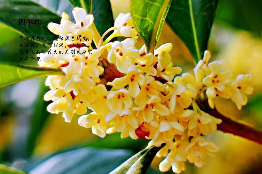 月月桂花养殖方法(桂花中最香的品种排名)