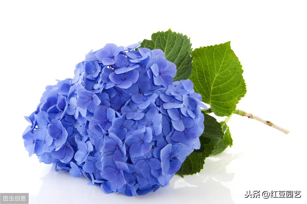 蓝色绣球花语及寓意(关于绣球花的寓意和象征意义)